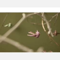 Fredelig due juleophng fra Medusa Copenhagen i polyresin