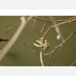samlerobjekt julepynt – fredelig due i guld fra Medusa Copenhagen